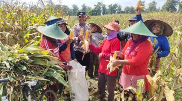 Panen Raya Jagung di Petak 122 Perhutani, Wujud Dukungan Polri Terhadap Ketahanan Pangan