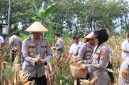 Dukung Asta Cita Presiden, Polres Madiun Panen 1 Ton Jagung