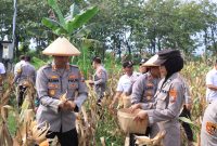 Dukung Asta Cita Presiden, Polres Madiun Panen 1 Ton Jagung