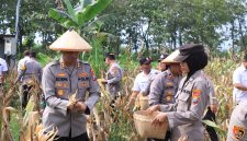Dukung Asta Cita Presiden, Polres Madiun Panen 1 Ton Jagung