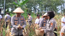 Dukung Asta Cita Presiden, Polres Madiun Panen 1 Ton Jagung