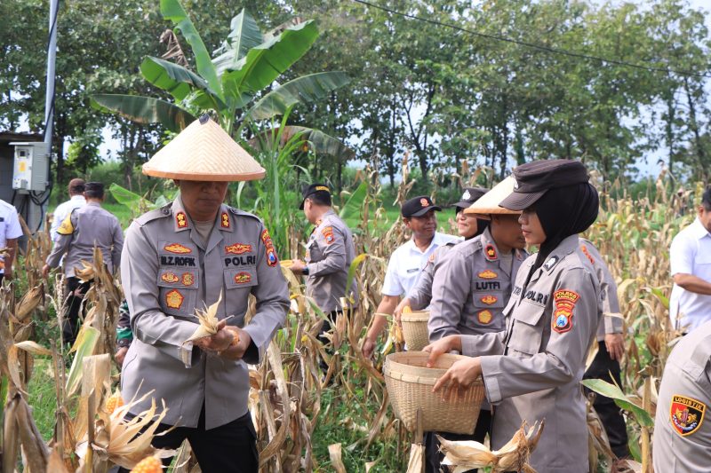 Dukung Asta Cita Presiden, Polres Madiun Panen 1 Ton Jagung