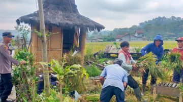 Polsek Limbangan Dampingi Warga Panen Padi, Dukung Ketahanan Pangan Nasional